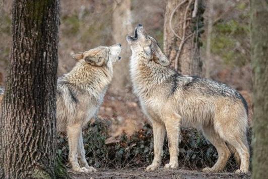 At the Endangered Wolf Center, Mexican gray wolves howl.
