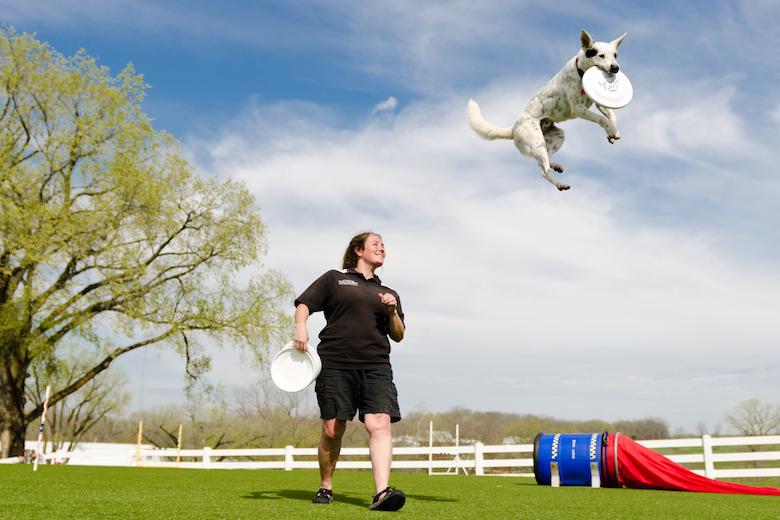 孩子们, 成年人和宠物们一定会喜欢普里纳不可思议的狗队在普里纳农场捕捉飞盘的表演.