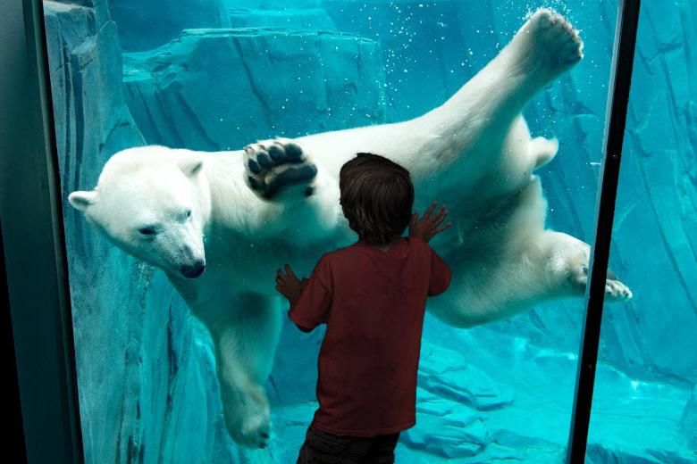 孩子们可以在圣路易斯动物园看到北极熊等动物.