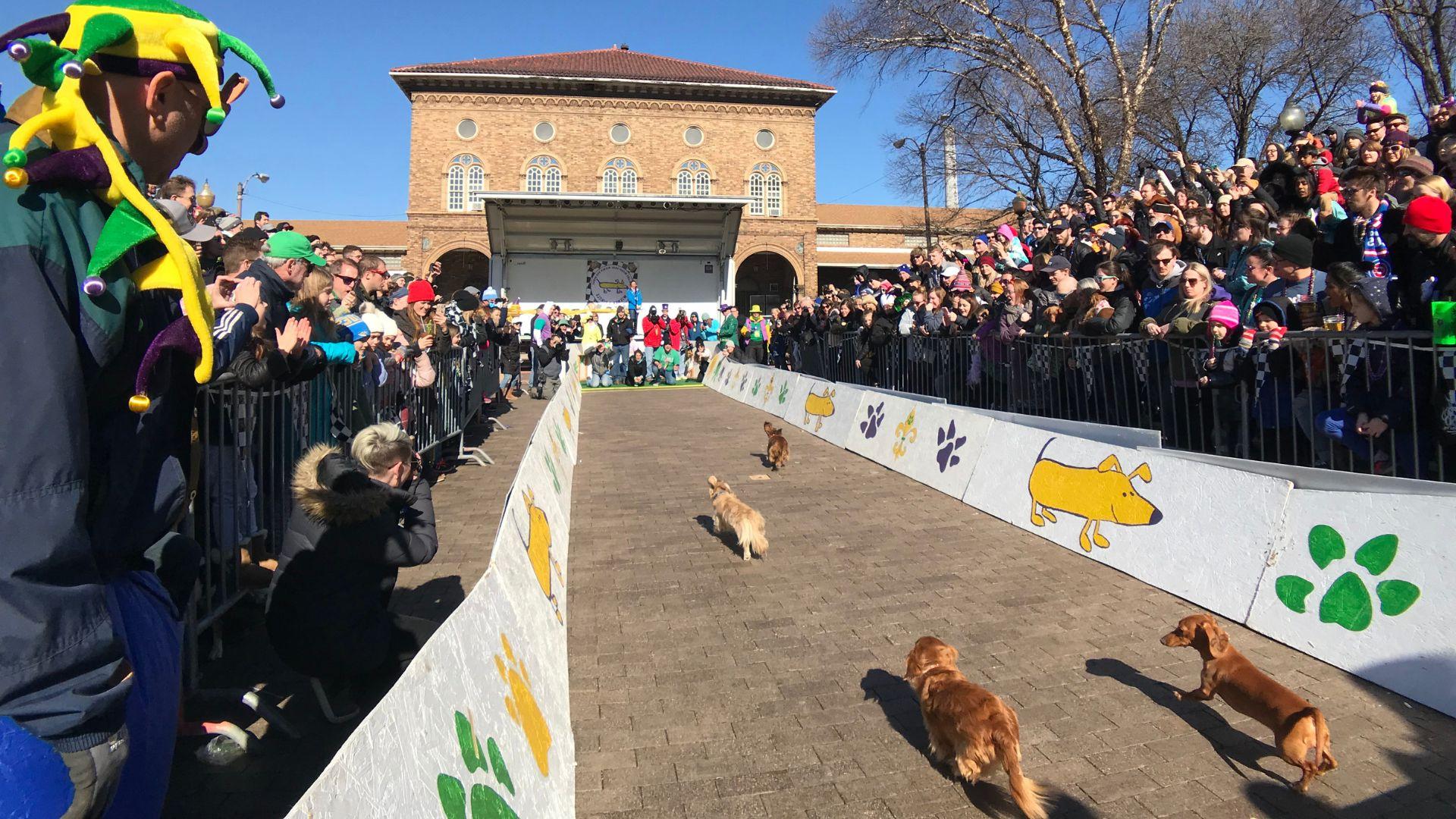 的 nation’s longest-running wiener dog derby takes place in Soulard Market Park during 圣路易斯市的狂欢节. 路易.
