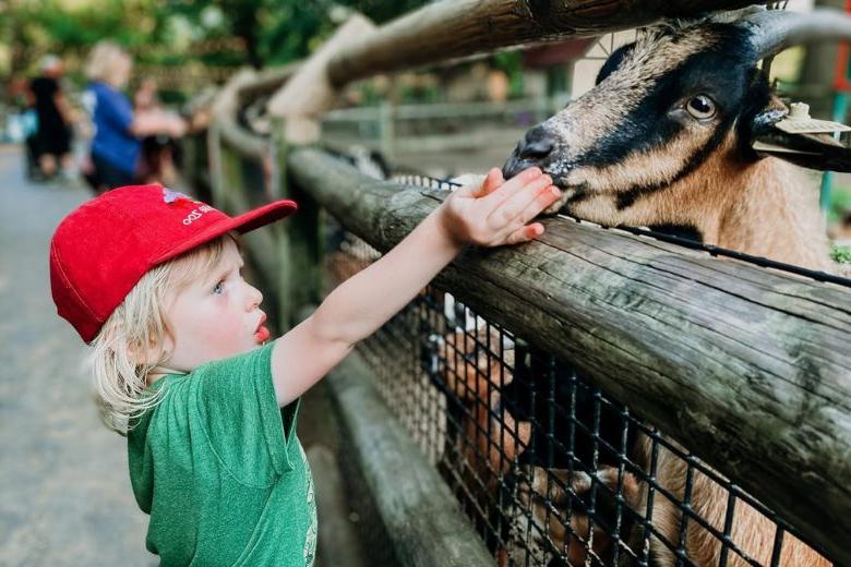 孩子们可以在格兰特农场喂山羊.
