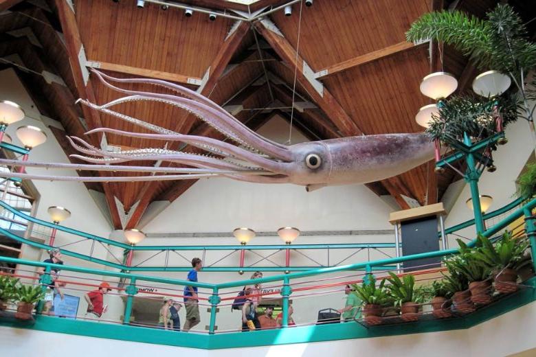 圣路易斯动物园的“生命世界”是一个65英尺高的圆形大厅，玻璃圆顶天花板上有自然光，还有各种真人大小的鲨鱼, 鱿鱼和黄貂鱼雕塑.