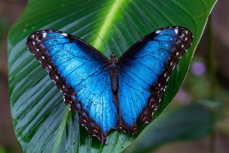 孩子们可以在索菲亚M看到蓝色大闪蝶. 萨克斯蝴蝶屋.