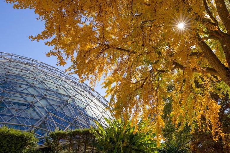 The Missouri Botanical Garden is a place of beauty, serenity and discovery, as well as an institution of scientific research and education.