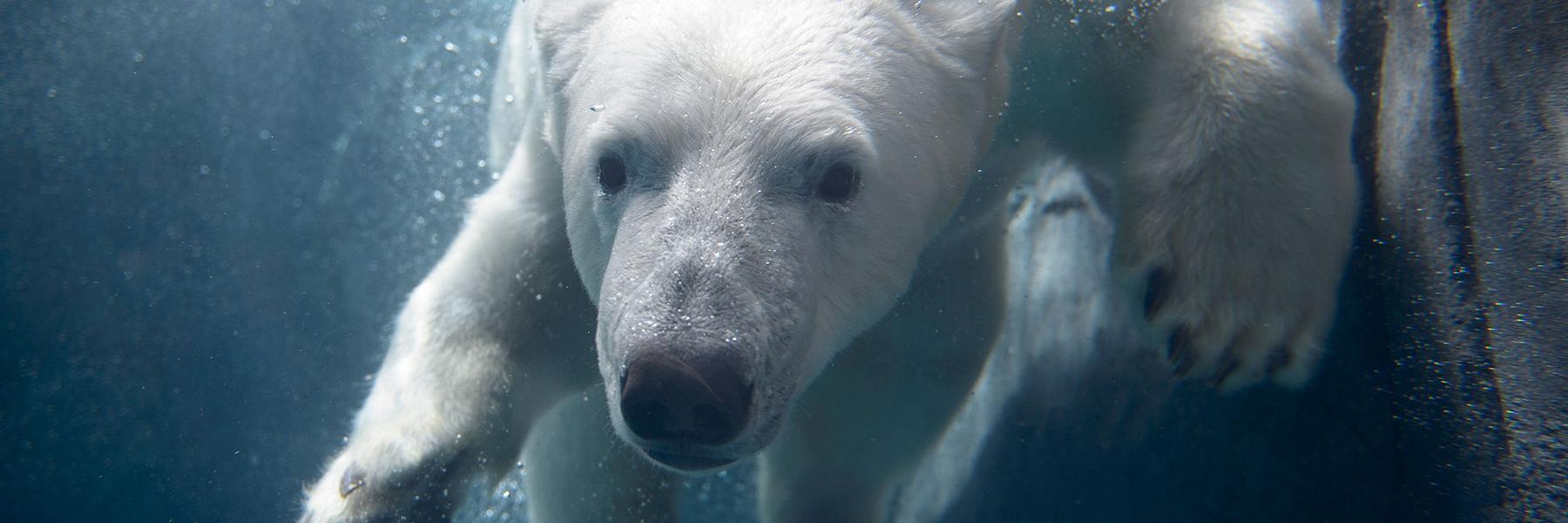 A curious polar bear greets visitors at the St. Louis Zoo.