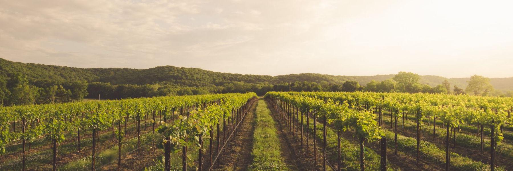 密苏里州的奥古斯塔是美国第一个葡萄种植区(AVA)。.