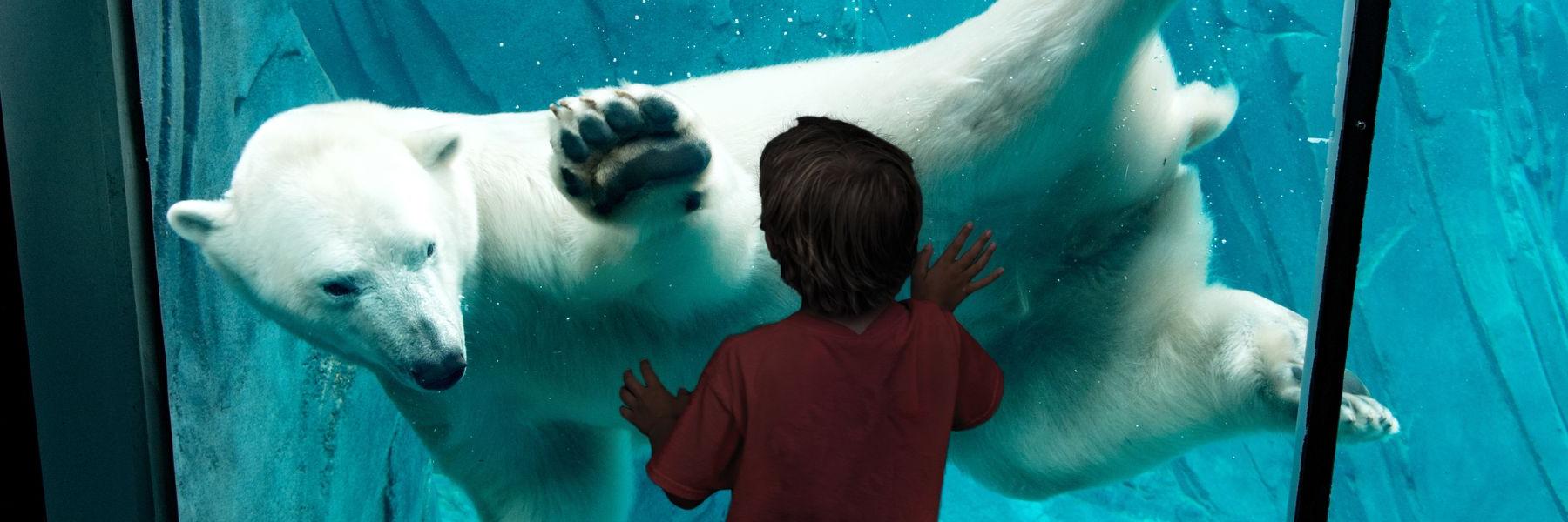 在圣路易斯动物园，一个男孩对北极熊感到惊奇.